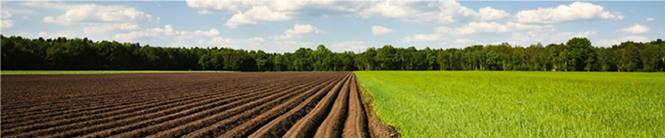 panoramica_campo